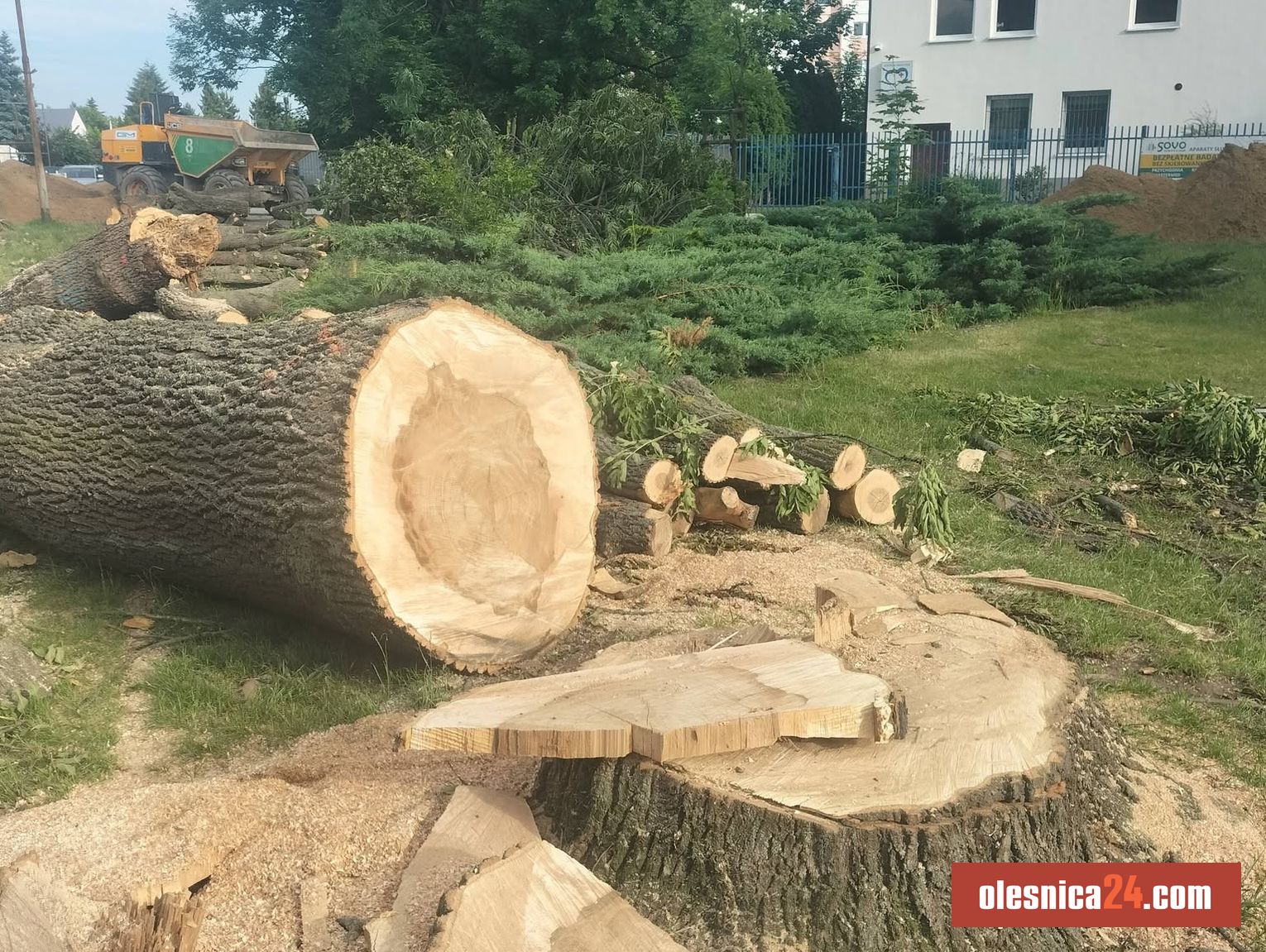 ul. Kopernika. Jesion nr 42 wycięto mimo inwentaryzacji - Zdjęcie artykułu