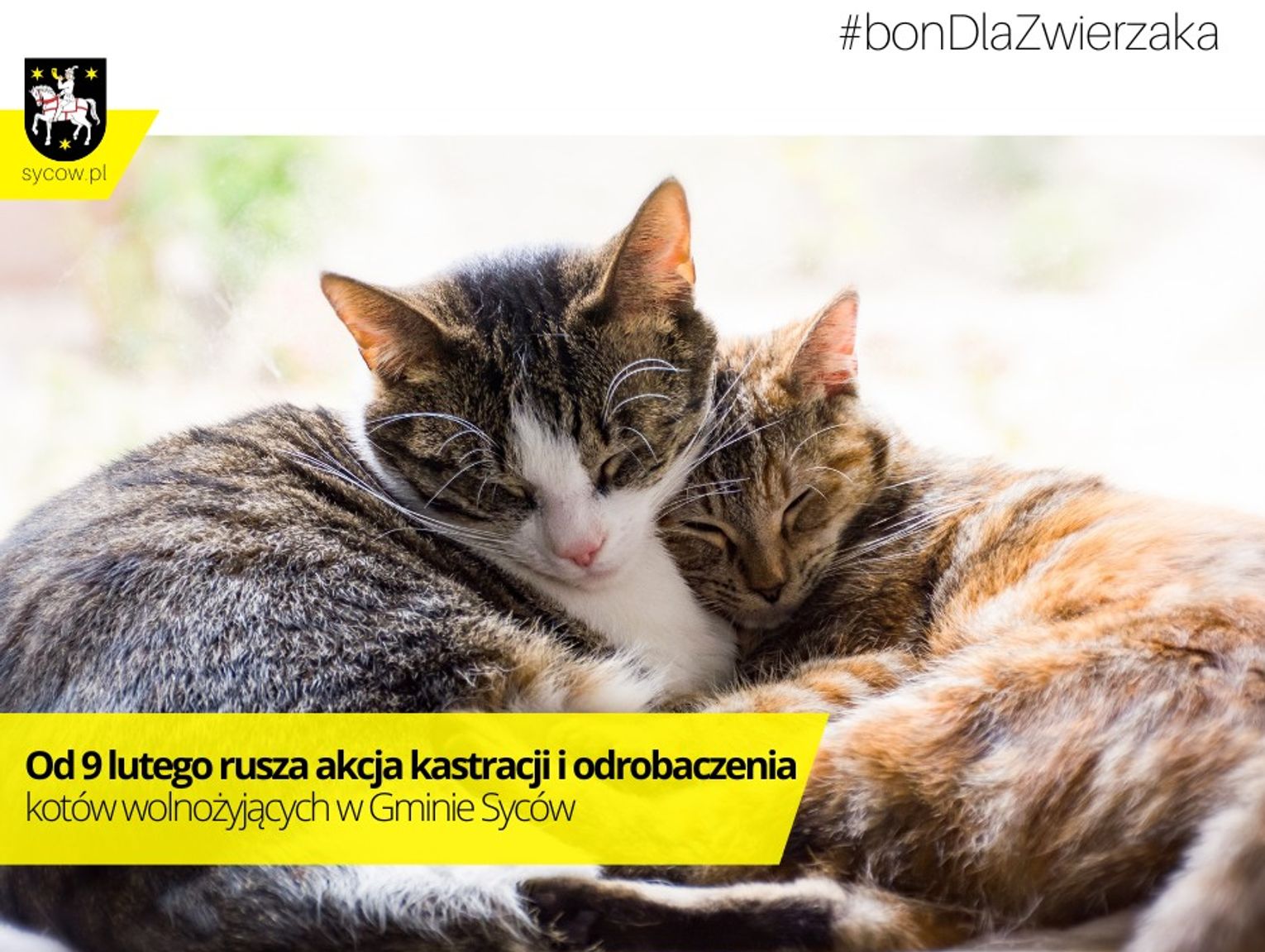 W Sycowie rusza darmowa kastracja kotów wolnożyjących - krok w stronę zdrowszych zwierząt i bezpieczniejszej okolicy - Zdjęcie artykułu